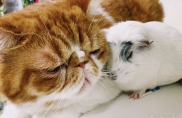 坂口健太郎と猫のおもちの可愛い画像まとめ!実際に猫好きで猫舌のギャップが萌える!