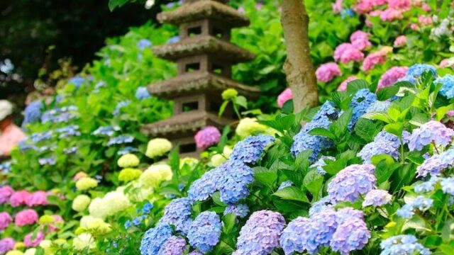 2022年の鎌倉長谷寺のアジサイ見頃と開花は？見どころや御朱印など情報まとめ！