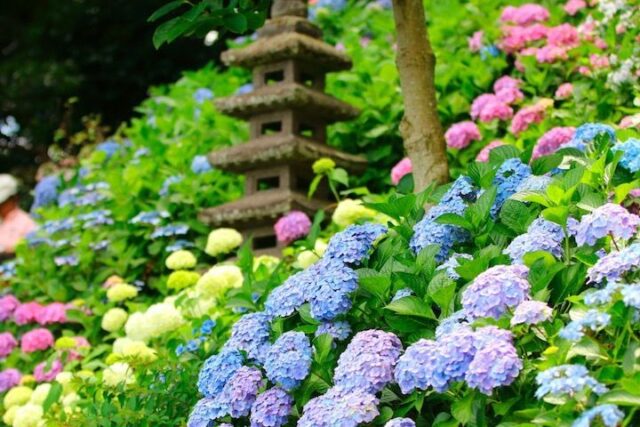 2022年の鎌倉長谷寺のアジサイ見頃と開花は？見どころや御朱印など情報まとめ！